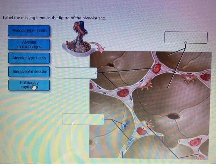 Solved Label the missing items in the figure of the alveolar | Chegg.com