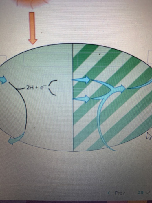 Solved Please label the image to test your understanding of | Chegg.com