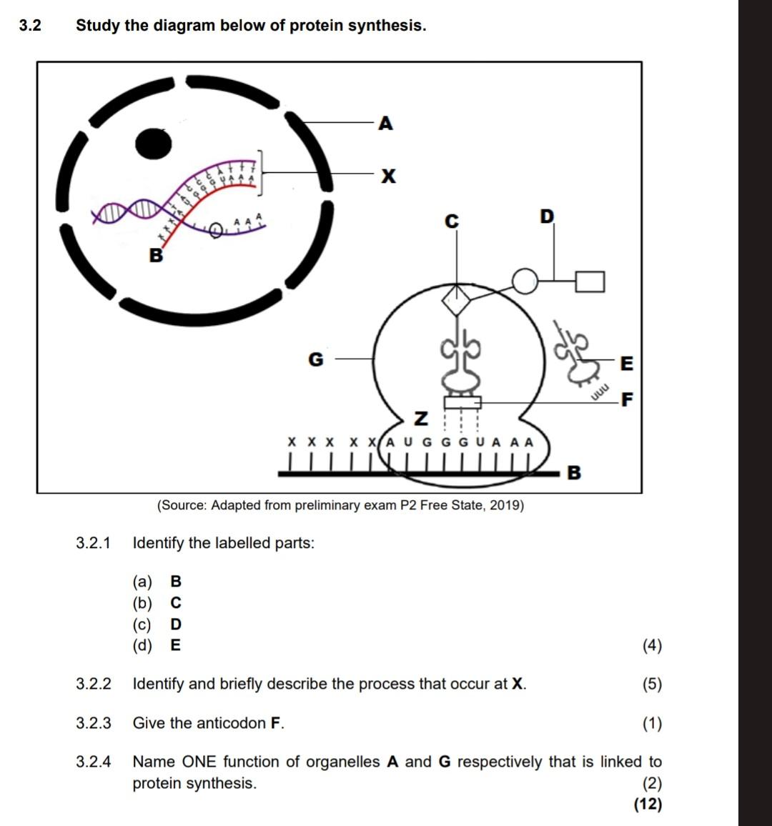 Solved 3.2 Study The Diagram Below Of Protein Synthesis. | Chegg.com