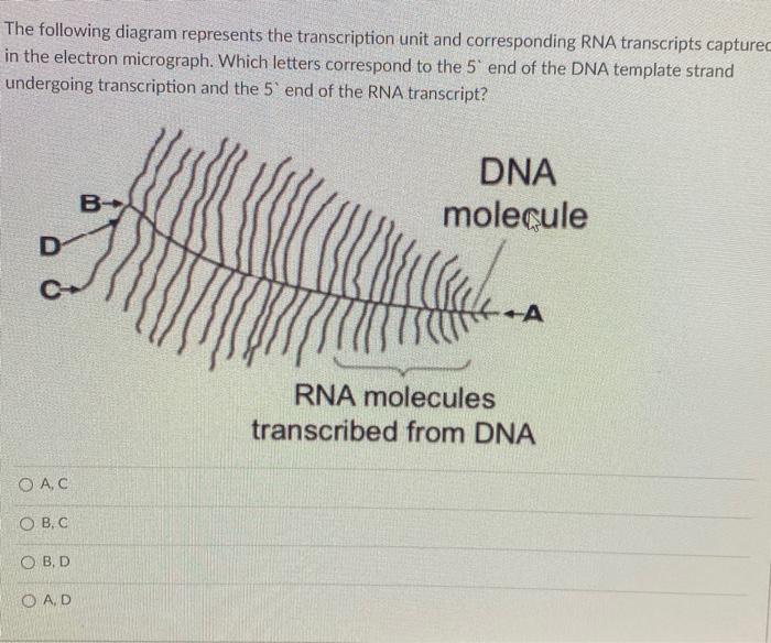 Solved The following diagram represents the transcription | Chegg.com