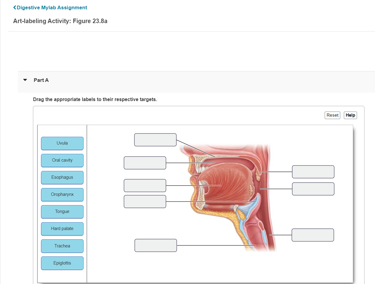 Solved Art-labeling Activity: Figure 23.8aPart ADrag The | Chegg.com