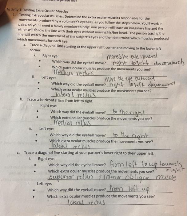 Solved Activity 2 Predicting the Effects of Visual Pathway