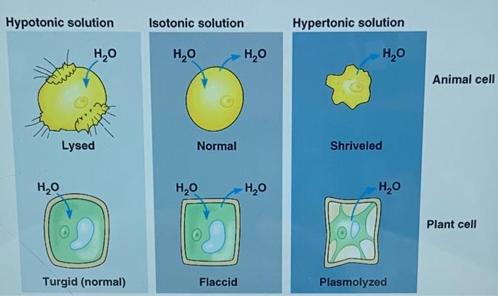 Solved Hypotonic solution Isotonic solution Hypertonic 