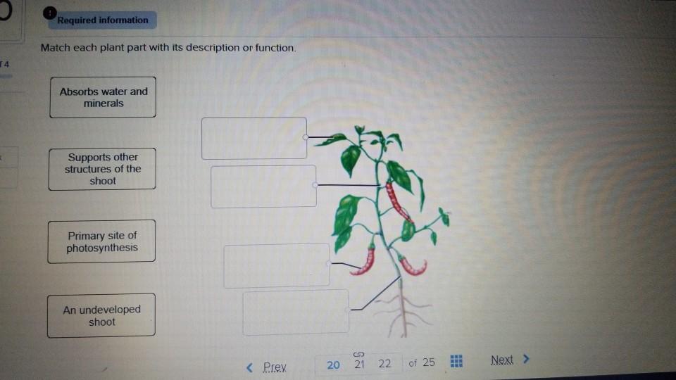 Solved Required information Match each plant part with its | Chegg.com