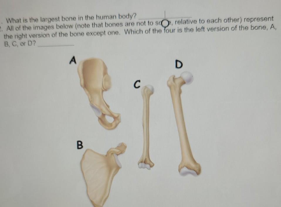 In body human bone biggest 10 Largest