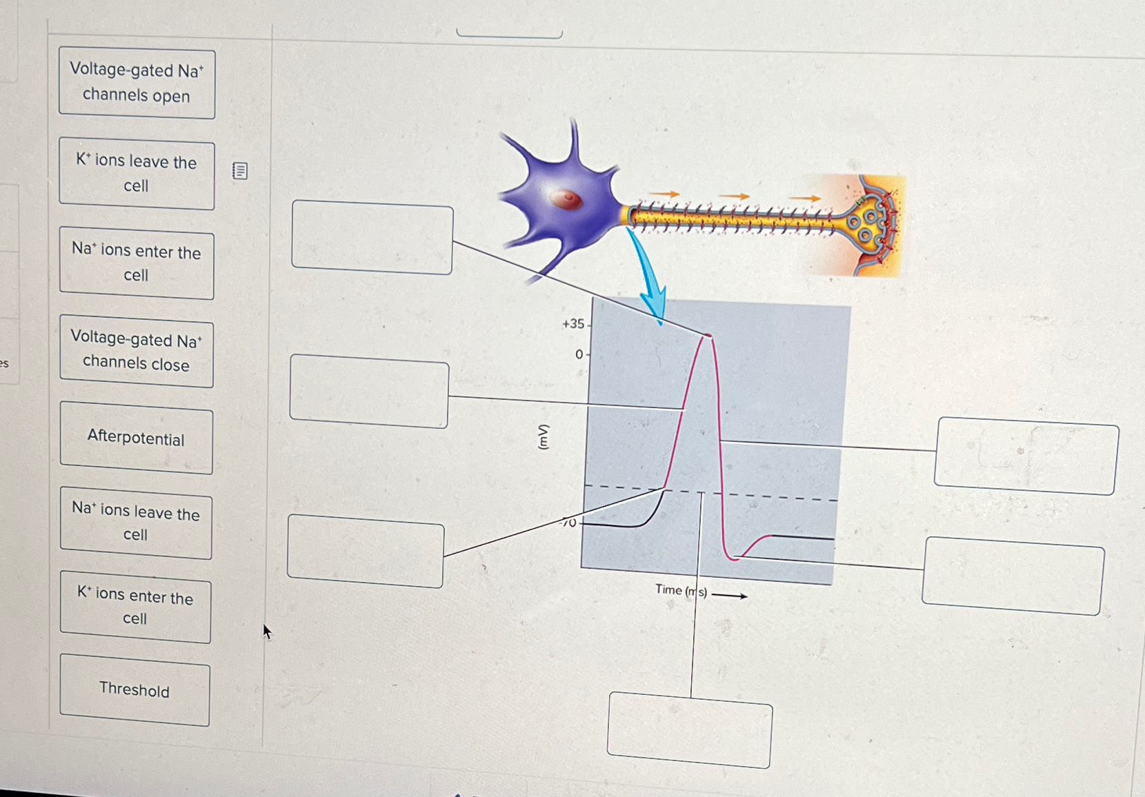 Solved Voltage-gated Na+ ﻿channels openK+ions leave the | Chegg.com