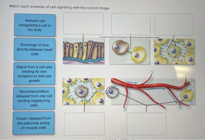 Solved Match each example of cell signaling with the correct | Chegg.com