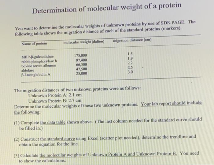 Determination of molecular weight of a protein You | Chegg.com