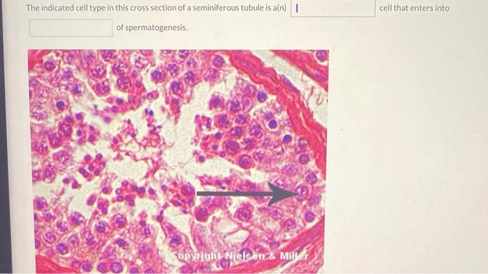 Solved The indicated cell type in this cross section of a | Chegg.com