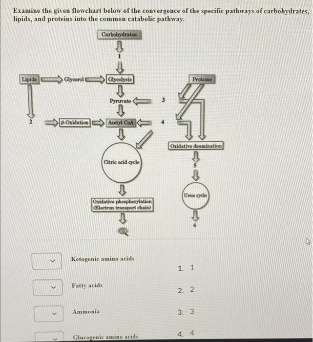 Solved Examine the given flowchart below of the convergence | Chegg.com