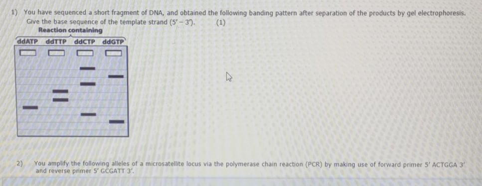 Solved 1) You have sequenced a short fragment of DNA, and | Chegg.com