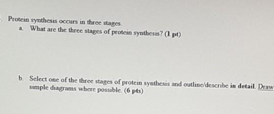 Solved - Protein synthesis occurs in three stages a. What | Chegg.com