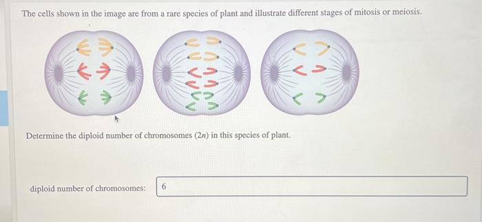 Solved The Cells Shown In The Image Are From A Rare Species 