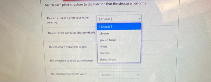 Solved Match each plant structure to the function that the | Chegg.com