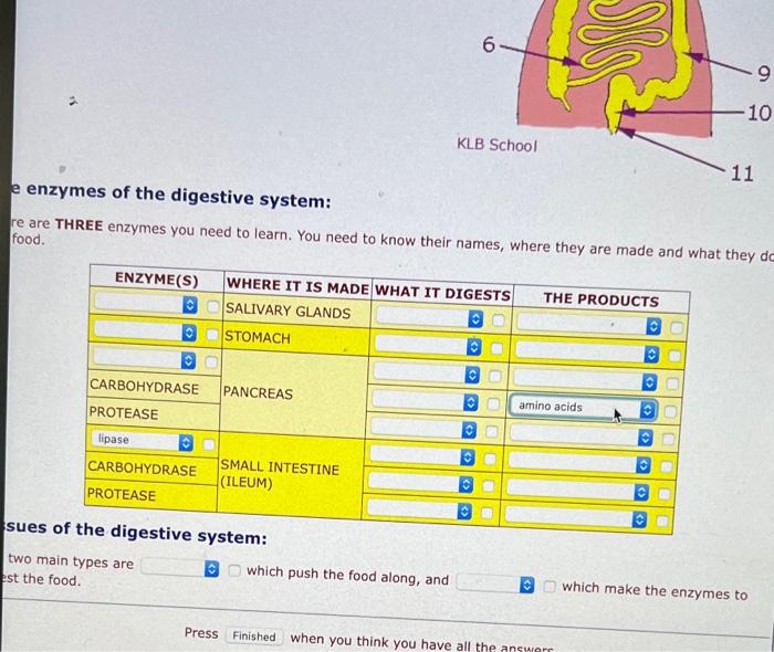 Solved 6 Sie 9 10 KLB School 11 e enzymes of the digestive | Chegg.com