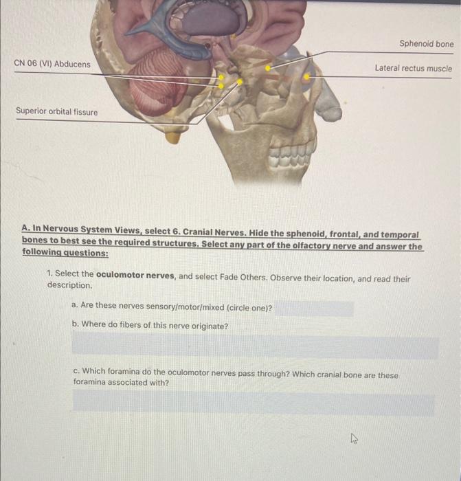 In Nervous System Views, select 6. Cranial Nerves. Hide the sphenoid, frontal, and temporal nes to best see the required stru