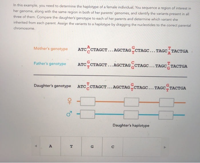 Solved In this example, you need to determine the haplotype | Chegg.com