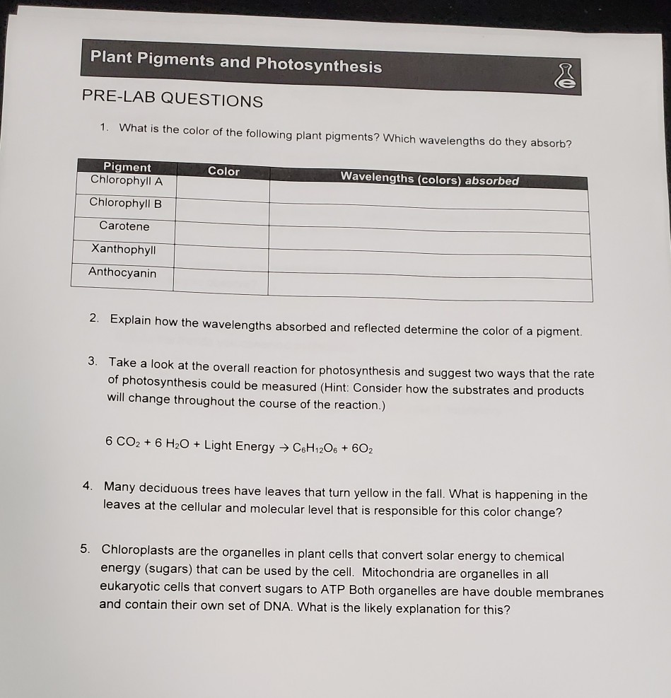 Plant Pigments And Photosynthesis Exercise 1 Harmful Chegg 