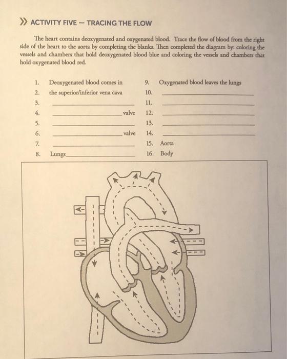 Solved >> ACTIVITY FIVE-TRACING THE FLOW The heart contains | Chegg.com