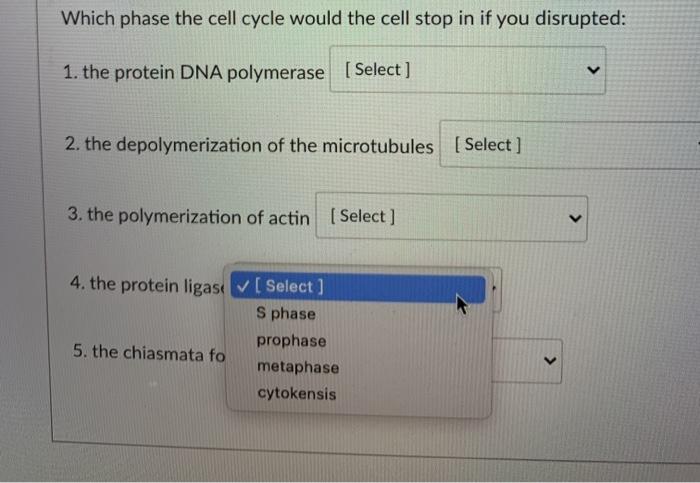 Solved Which phase the cell cycle would the cell stop in if | Chegg.com