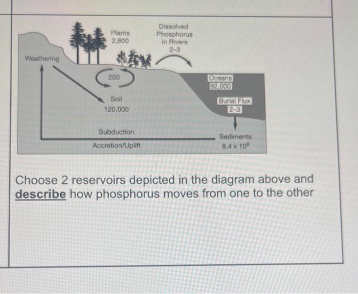 Choose 2 reservoirs depicted in the diagram above and describe how phosphorus moves from one to the other