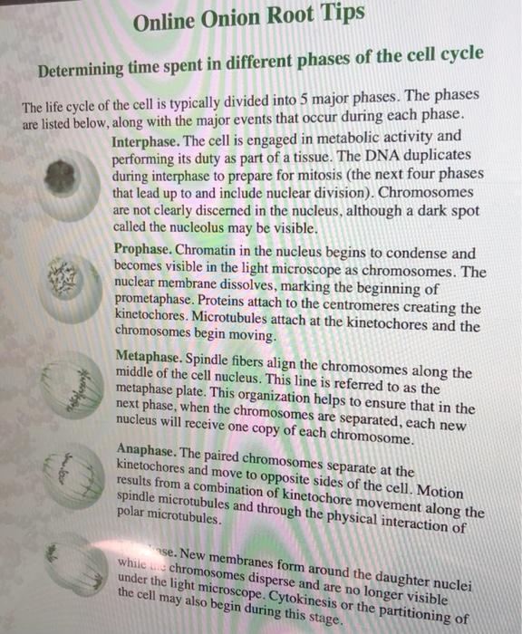 Solved Online Onion Root Tips Determining time spent in | Chegg.com