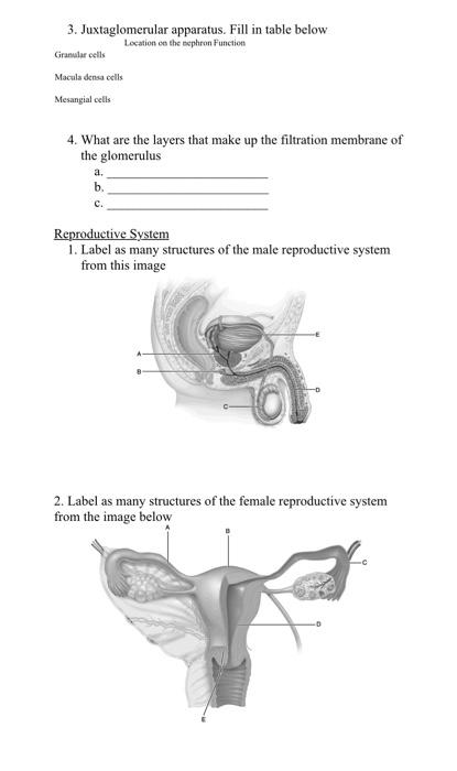 Solved 3. Juxtaglomerular apparatus. Fill in table below | Chegg.com