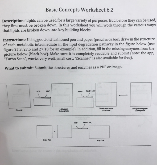 Lipids Worksheet Answer Key