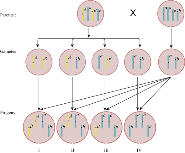 Solved: Chapter 3 Problem 37AQP Solution | Genetics: A Conceptual ...