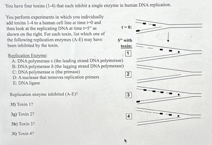 Solved On the right is shown a schematic of a replicating | Chegg.com