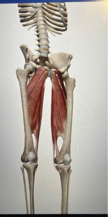 Solved 3. Select the muscle that adducts and flexes the hip | Chegg.com