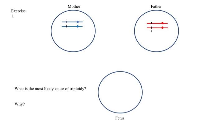 Solved What is the most likely cause of triploidy? Exercise | Chegg.com