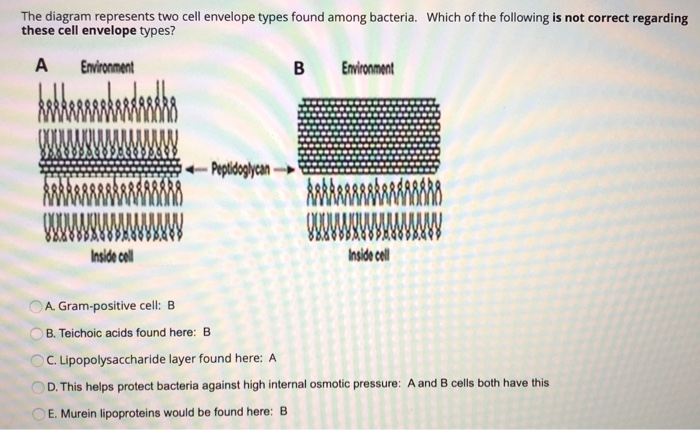 Solved Correctly Match The Following A Escherichia Coli Chegg Com