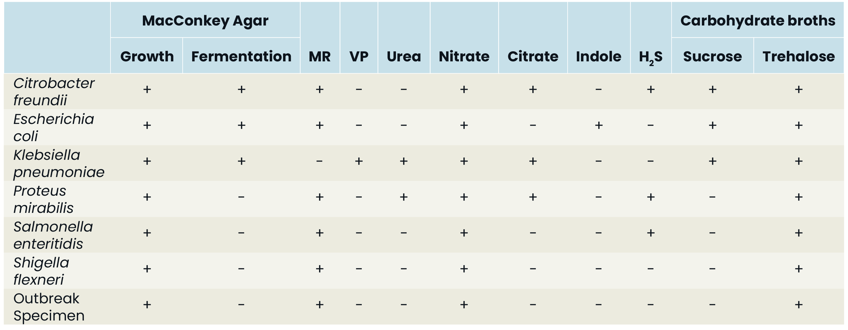 Solved Compare E. ﻿coli and the outbreak sample.What | Chegg.com