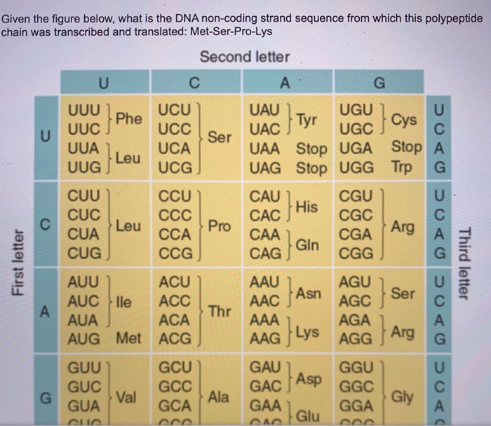 Solved Given the figure below, what is the DNA non-coding | Chegg.com