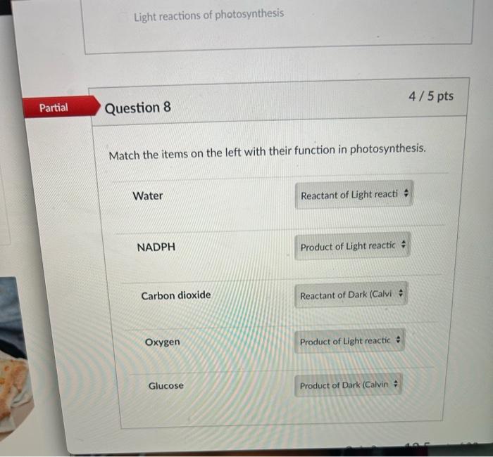what is the function of water in the light reactions of photosynthesis