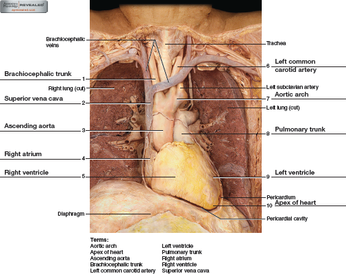 Chapter 44 Solutions Laboratory Manual For Human Anatomy Physiology 2nd Edition Chegg Com