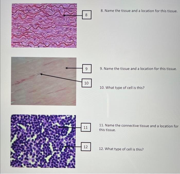 Solved 1. Name the tissue and a primary function of this | Chegg.com