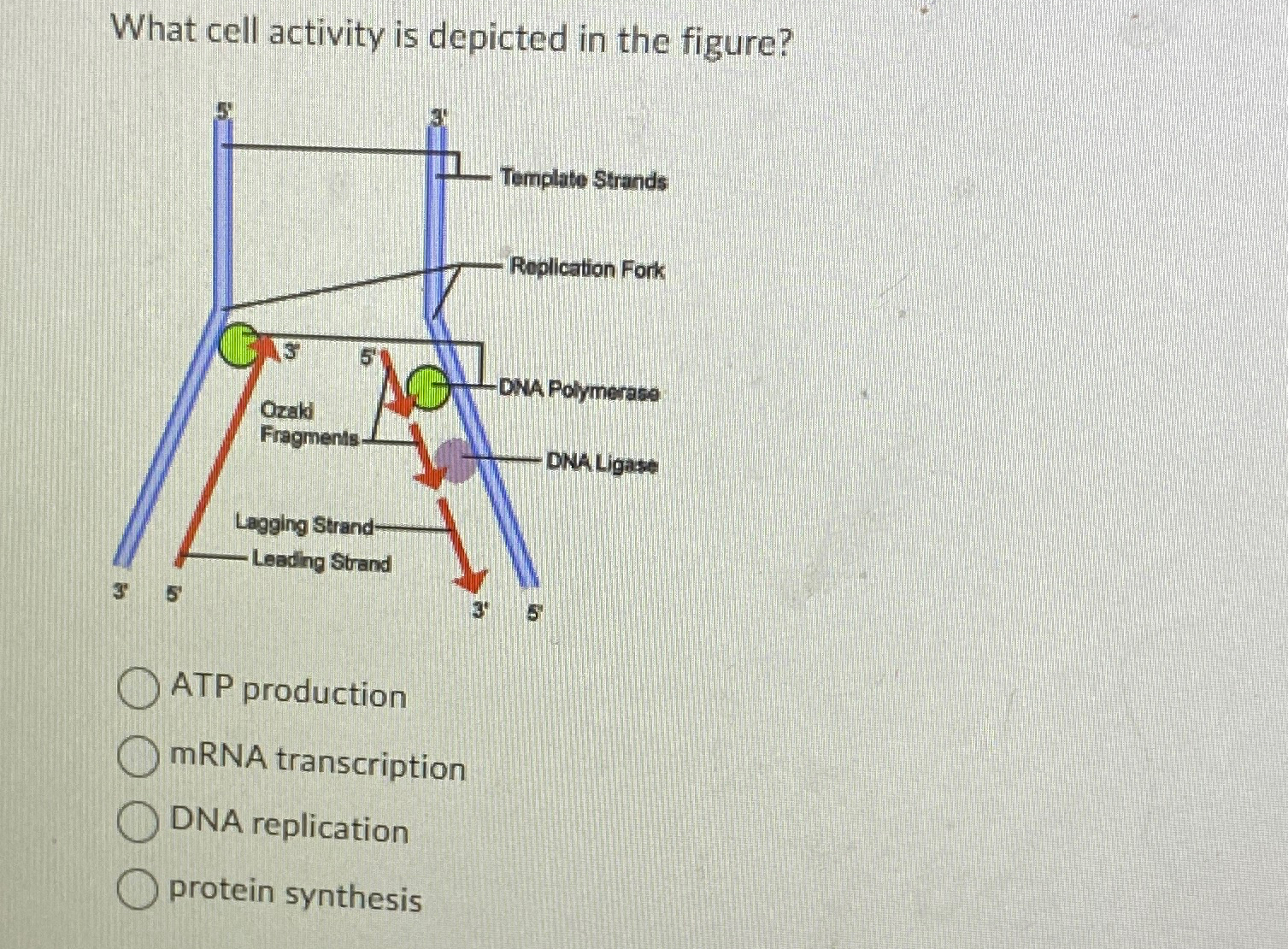 Solved What cell activity is depicted in the figure?ATP | Chegg.com