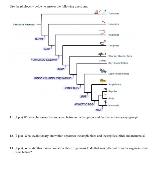 Solved Use The Phylogeny Below To Answer The Following | Chegg.com