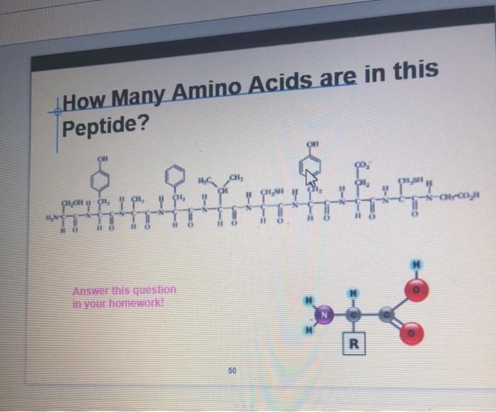Solved How Many Amino Acids are in this Peptide? 081 14-00, | Chegg.com