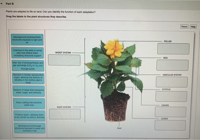 Solved: Part B Plants Are Adapted To Life On Land. Can You... | Chegg.com