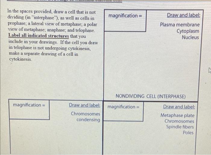 Solved magnification = Draw and label: Draw and label: | Chegg.com