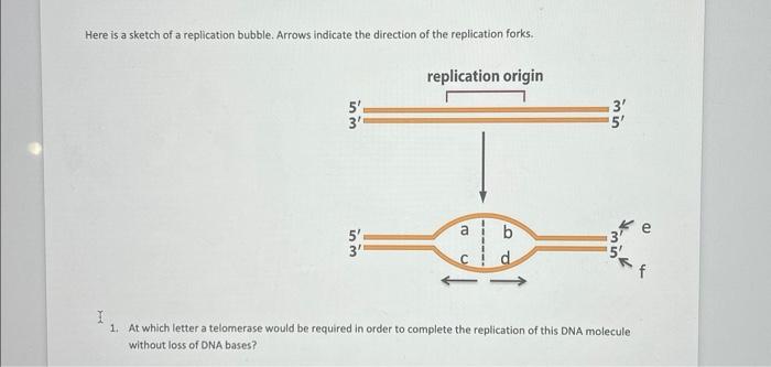 Solved Here is a sketch of a replication bubble. Arrows | Chegg.com