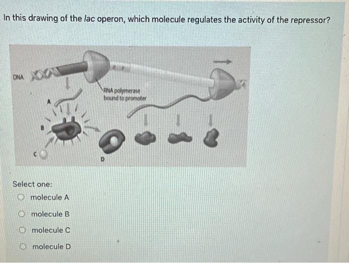 Solved What is the purpose of the lac operon in Escherichia | Chegg.com
