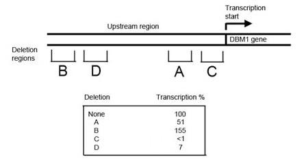 Solved The consequences of four deletions from the region | Chegg.com