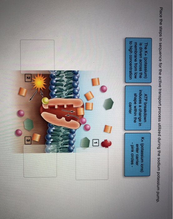 Solved Place the steps in sequence for the active transport | Chegg.com