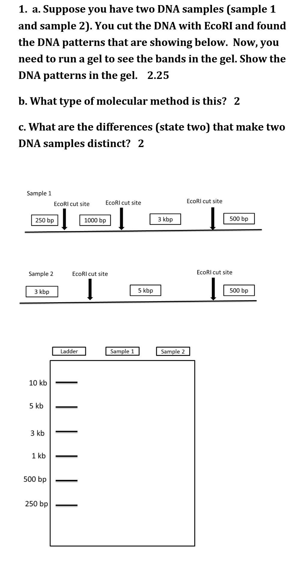 Solved 1. a. Suppose you have two DNA samples (sample 1 and | Chegg.com