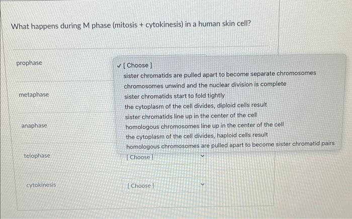 Solved What happens during M phase (mitosis + cytokinesis) Biology Diagrams