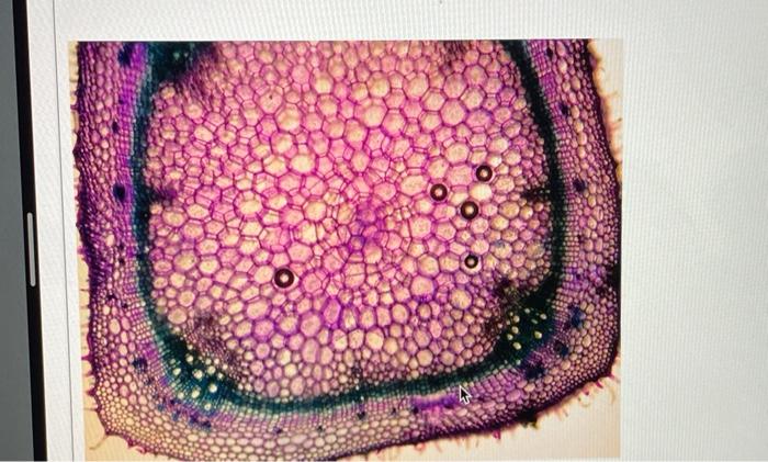 Solved 1. Make a plan diagram of the stem shown in the | Chegg.com